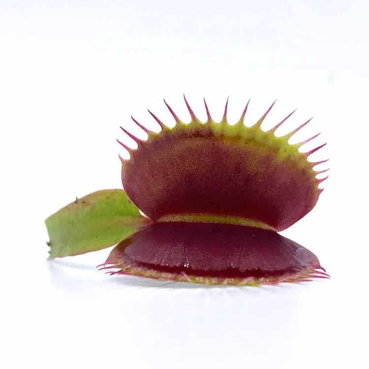 Dionaea muscipula „SL 15“ 大森食虫植物農園