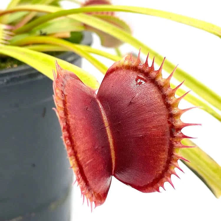 Dionaea muscipula „SL 15“ 大森食虫植物農園