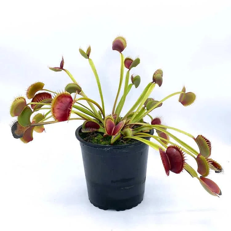 Dionaea muscipula „SL 15“ 大森食虫植物農園