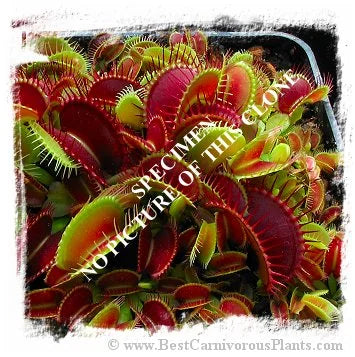 Dionaea muscipula {Sawtooth - Dentate All Red Mix} [BCP ID# S087] (8粒の種子) 大森食虫植物農園
