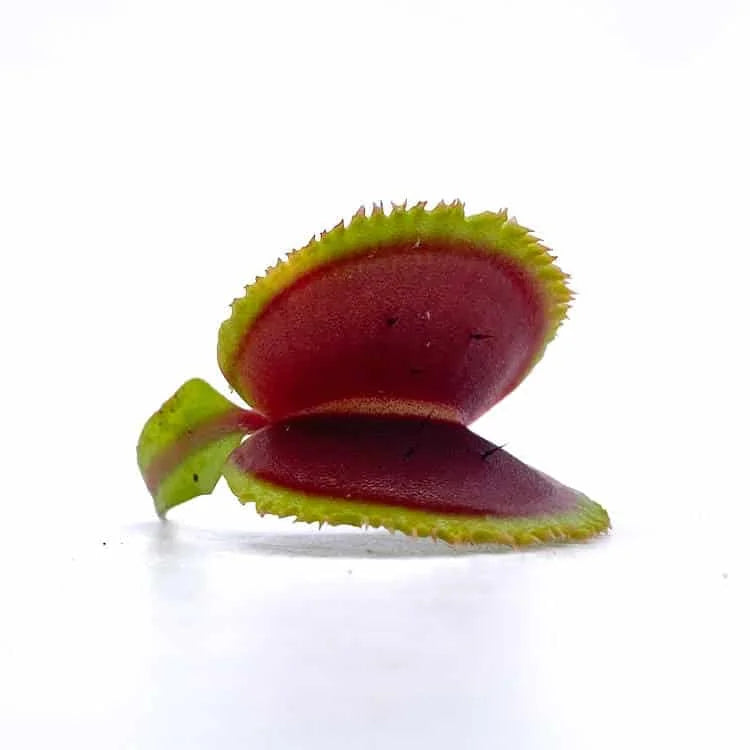 Dionaea muscipula “Sawtooth“ 大森食虫植物農園