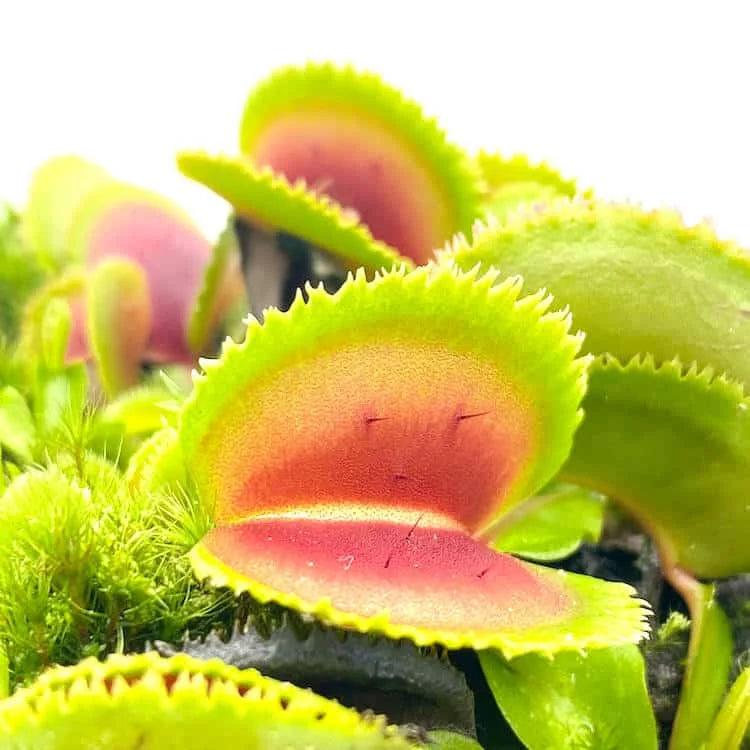 Dionaea muscipula „Sawtooth“ 大森食虫植物農園