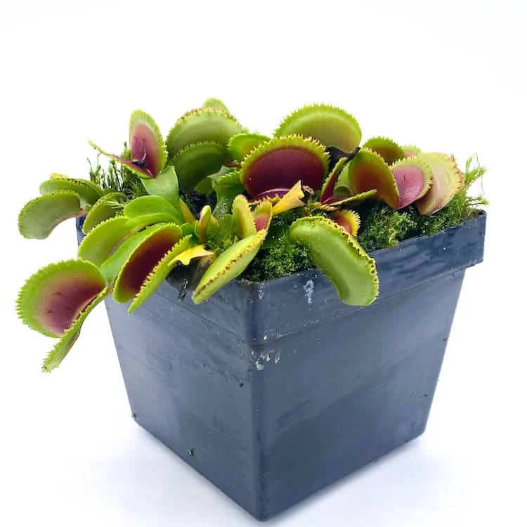 Dionaea muscipula „Sawtooth“ 大森食虫植物農園