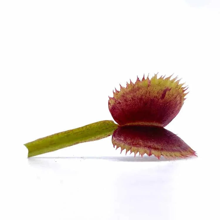 Dionaea muscipula „Scarlatine“ 大森食虫植物農園