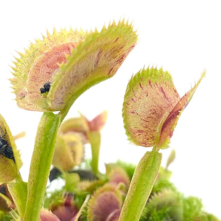 Dionaea muscipula „Scarlatine“ 大森食虫植物農園