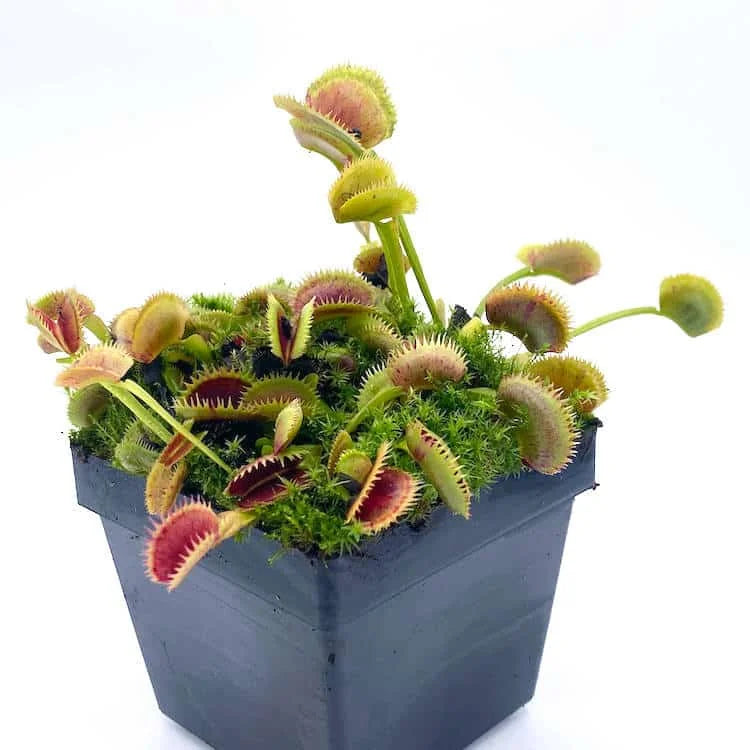 Dionaea muscipula „Scarlatine“ 大森食虫植物農園