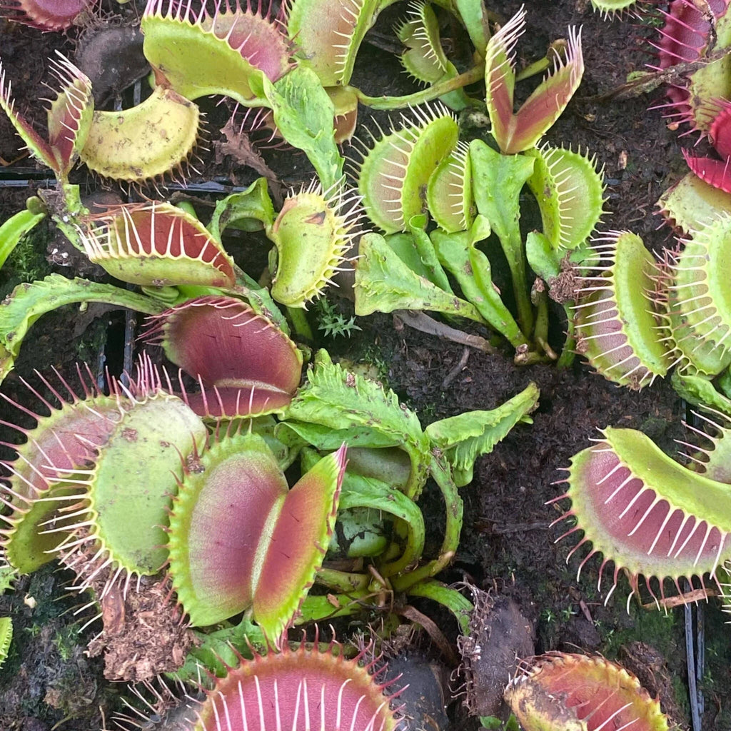 Dionaea muscipula „Schupp Destruction“ 大森食虫植物農園