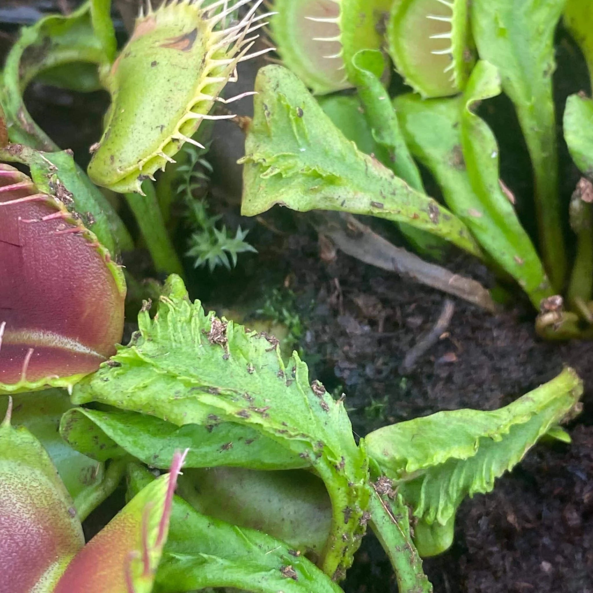 Dionaea muscipula “Schupp Destruction“ 大森食虫植物農園