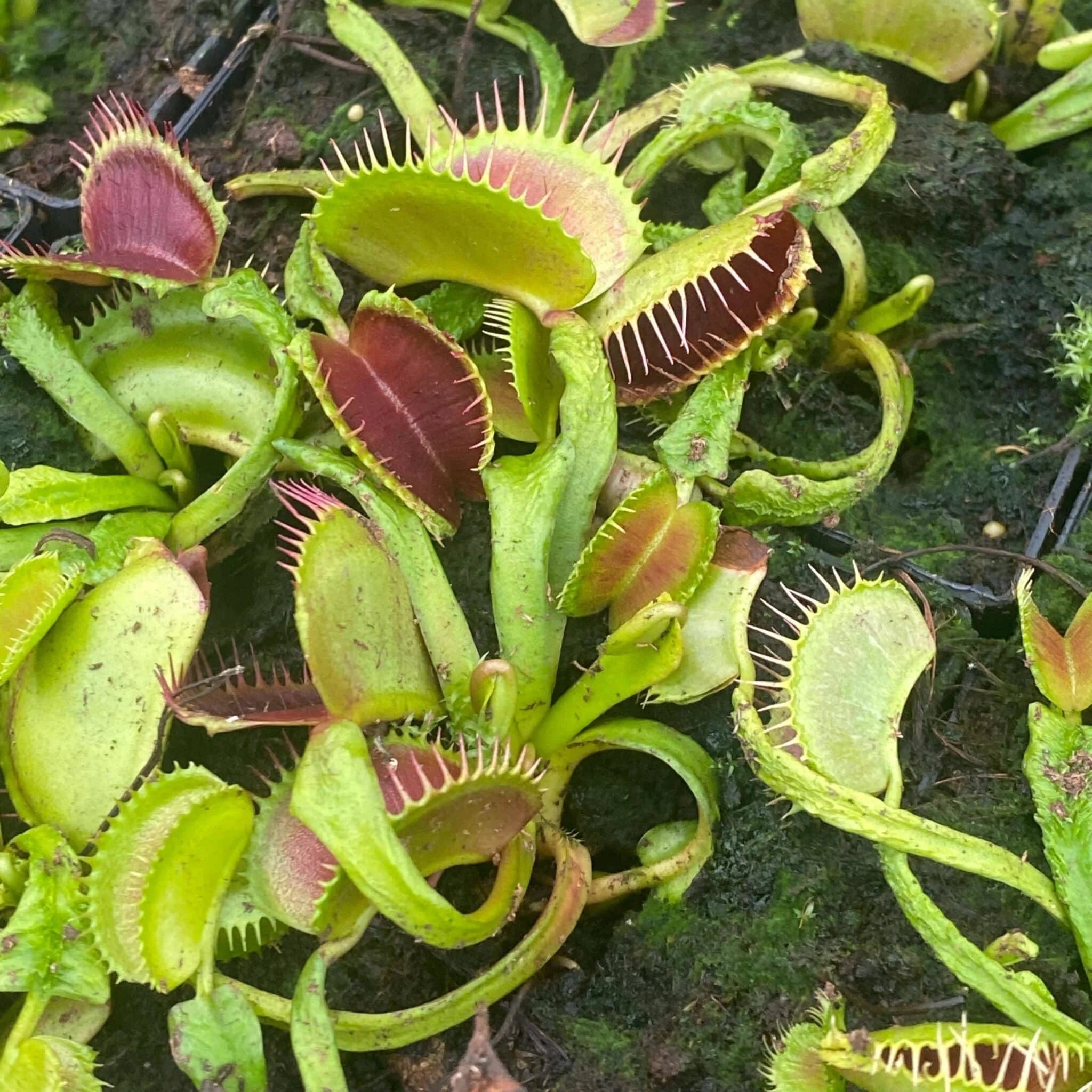 Dionaea muscipula „Schupp Destruction“ 大森食虫植物農園