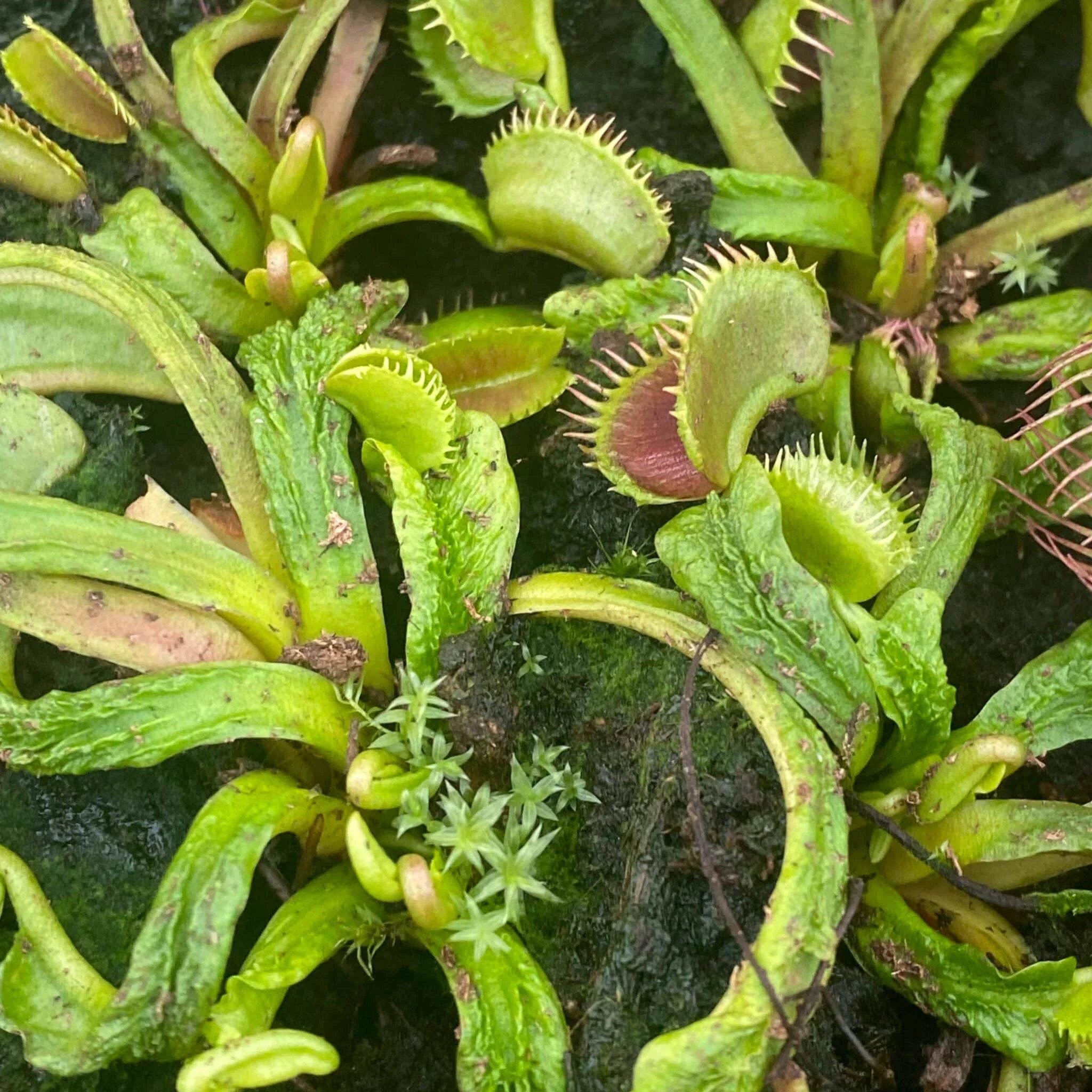 Dionaea muscipula „Schupp Destruction“ 大森食虫植物農園