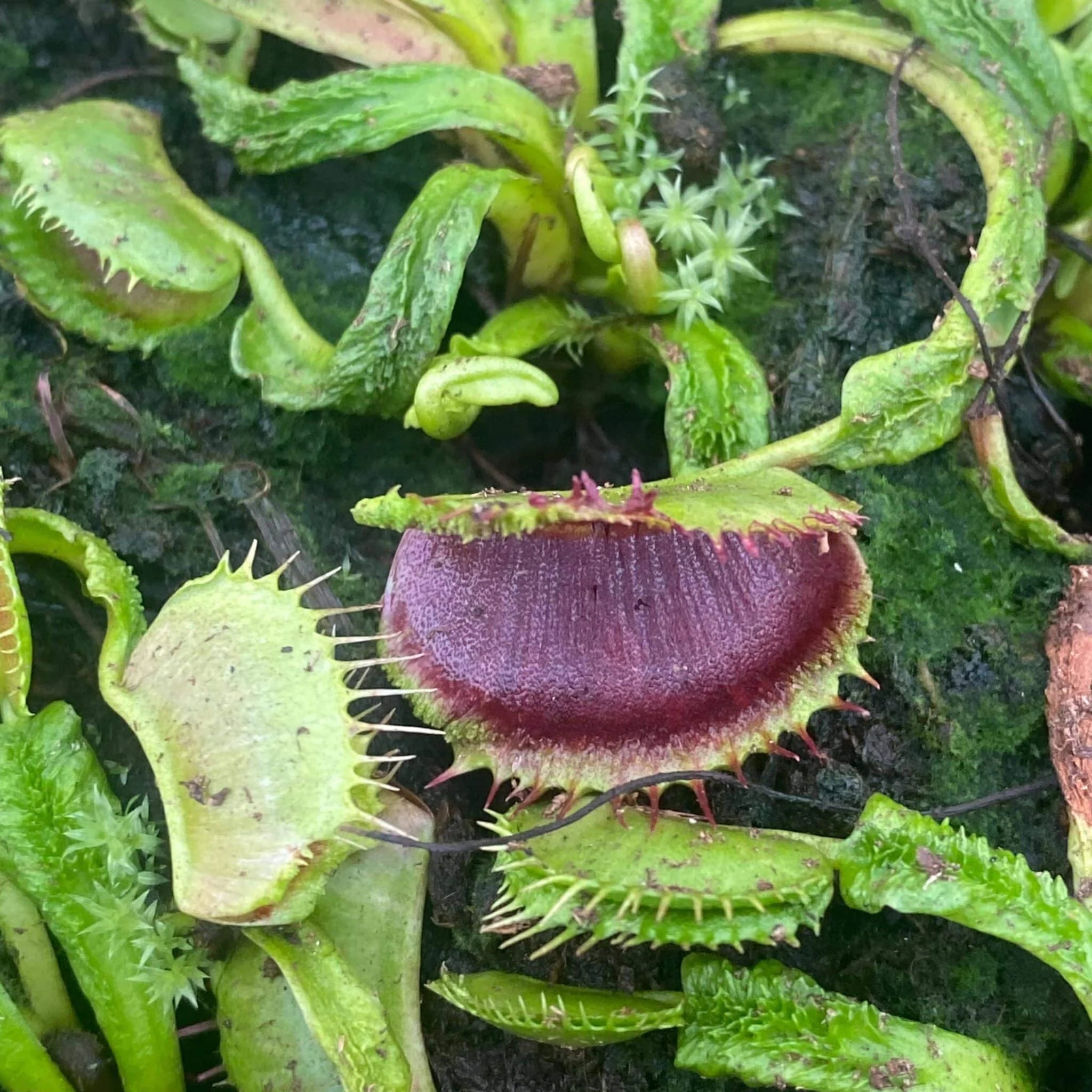 Dionaea muscipula „Schupp Destruction“ 大森食虫植物農園