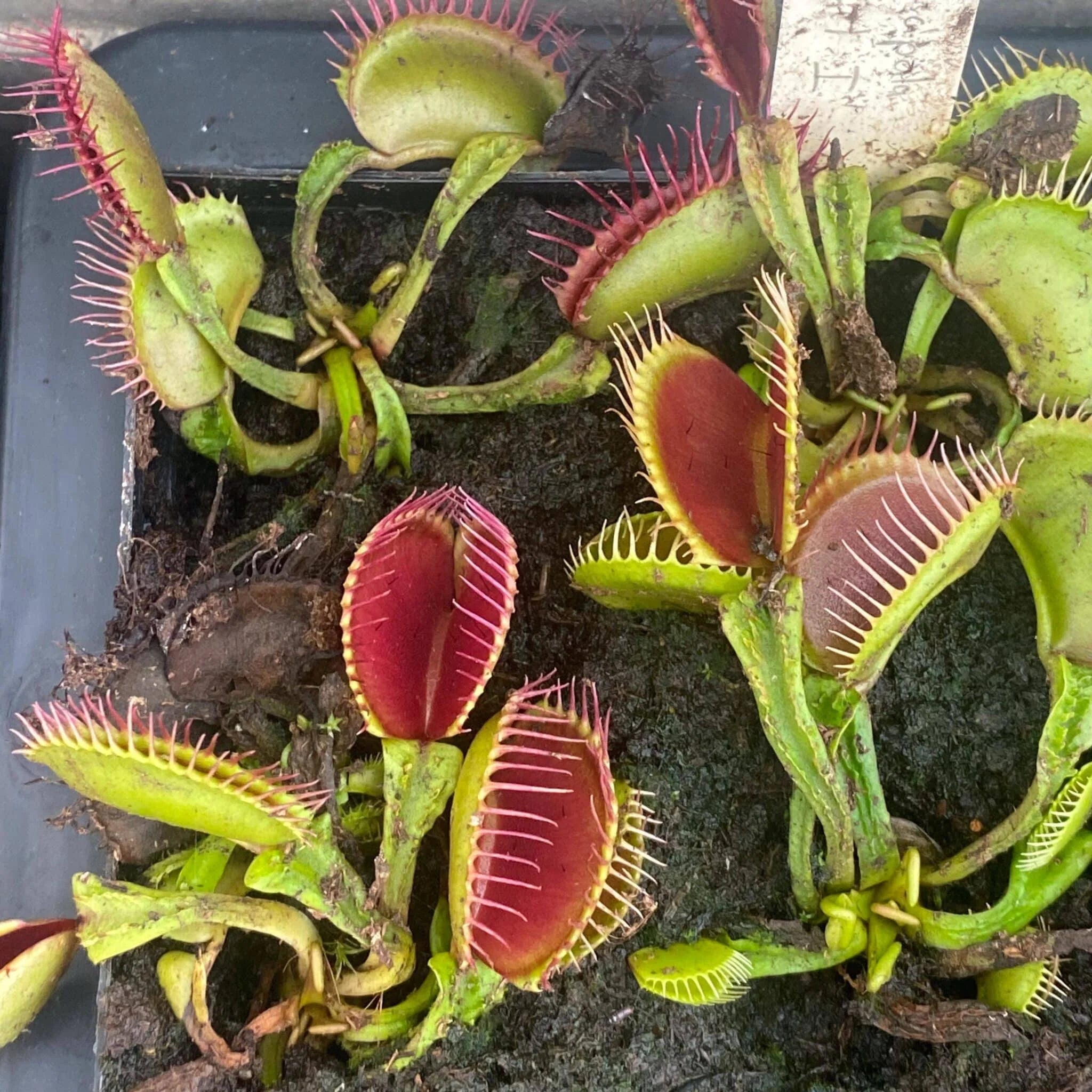 Dionaea muscipula “Schuppenstiel 1“ 大森食虫植物農園
