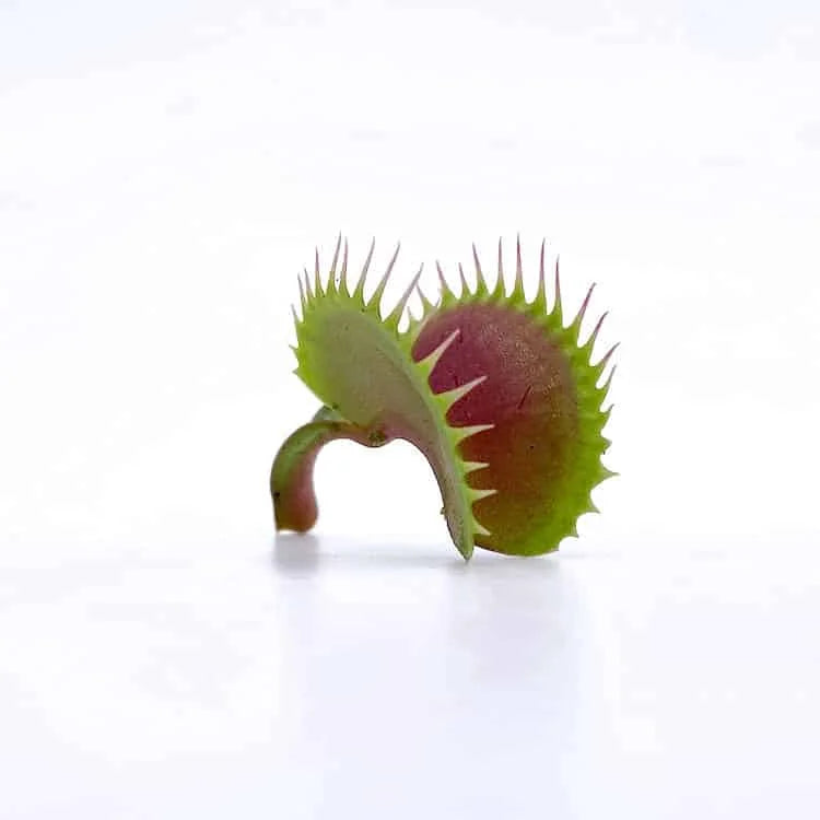Dionaea muscipula „Shark Teeth“ 大森食虫植物農園