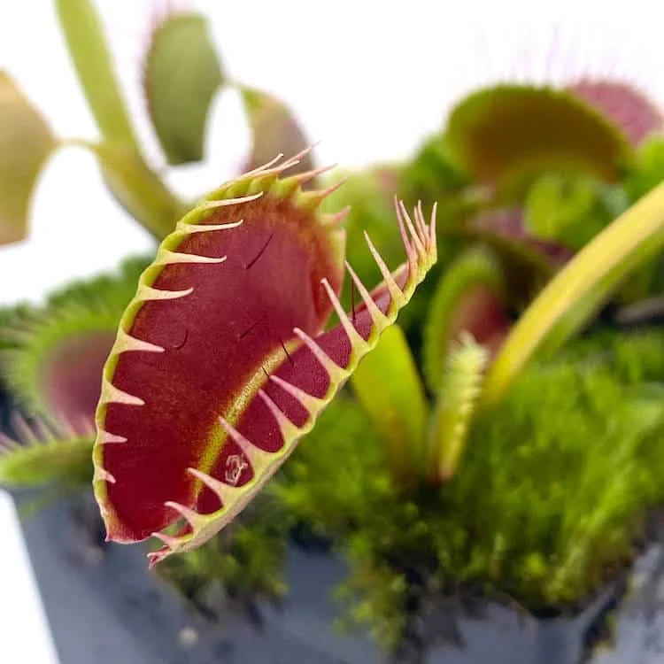 Dionaea muscipula „Shark Teeth“ 大森食虫植物農園