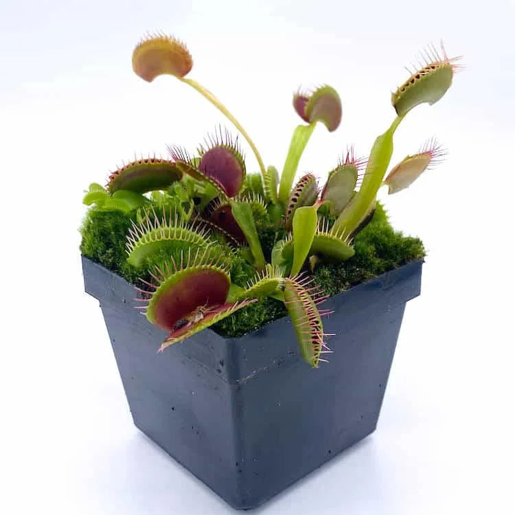 Dionaea muscipula „Shark Teeth“ 大森食虫植物農園