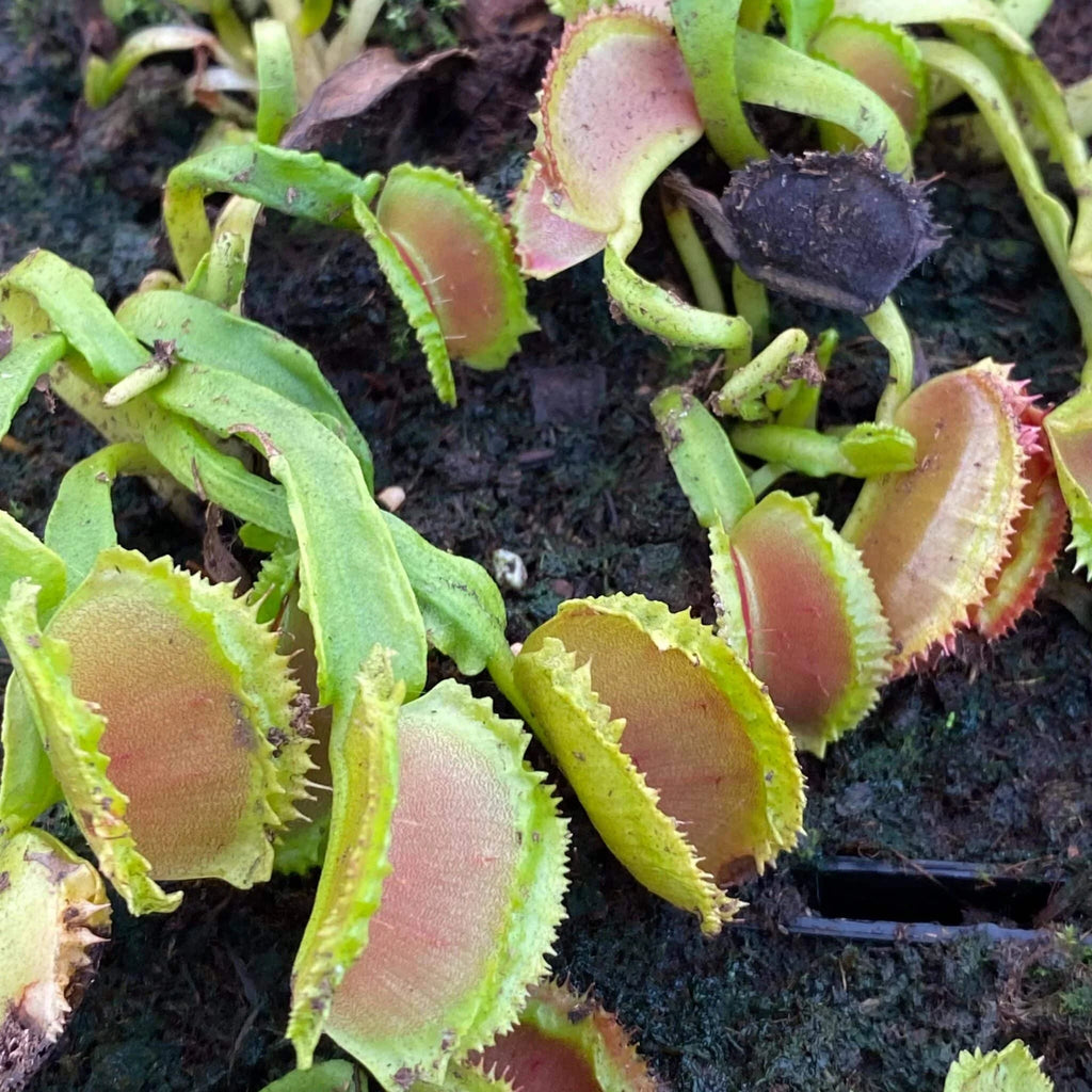 Dionaea muscipula „Space“ 大森食虫植物農園