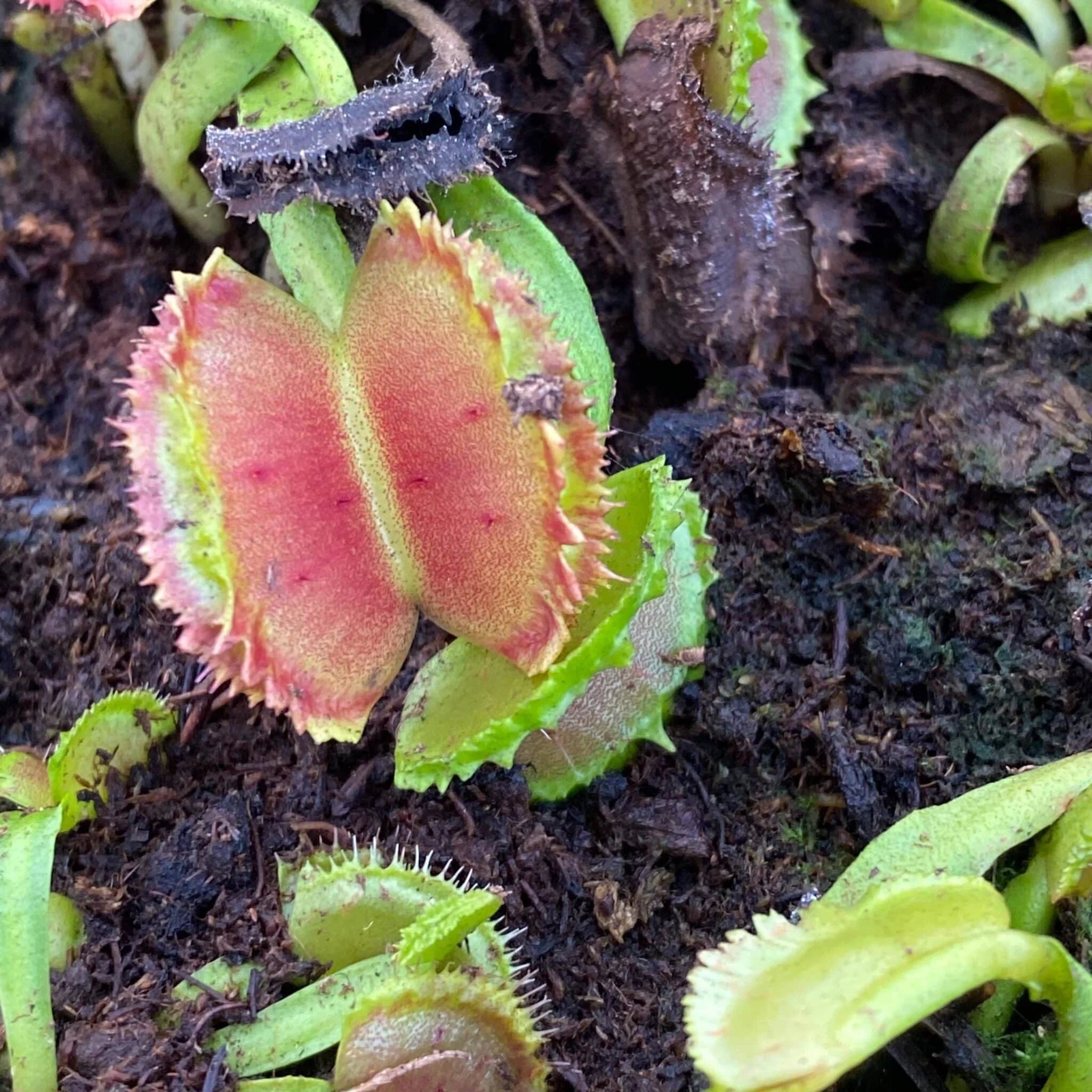 Dionaea muscipula “Space“ 大森食虫植物農園