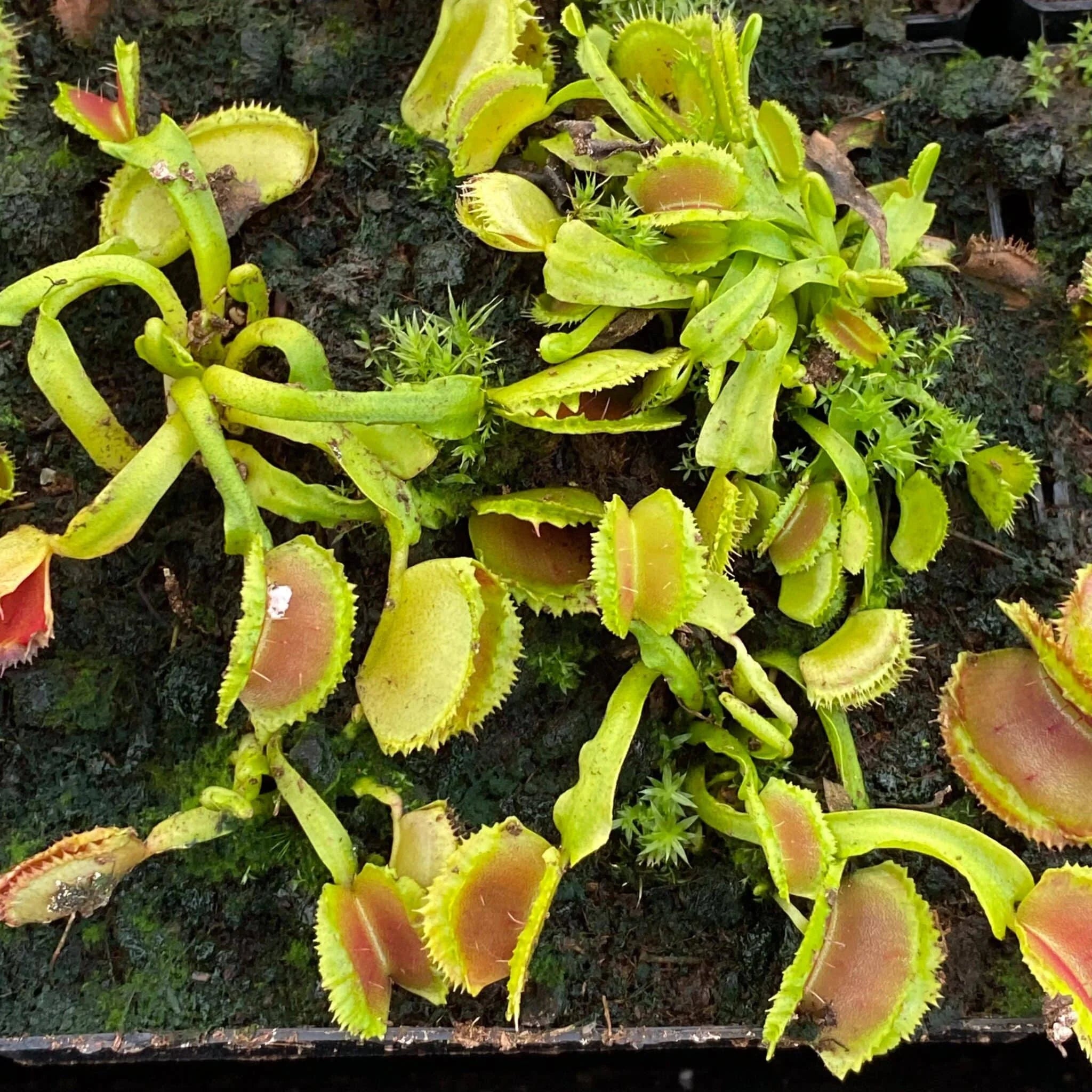 Dionaea muscipula “Space“ 大森食虫植物農園