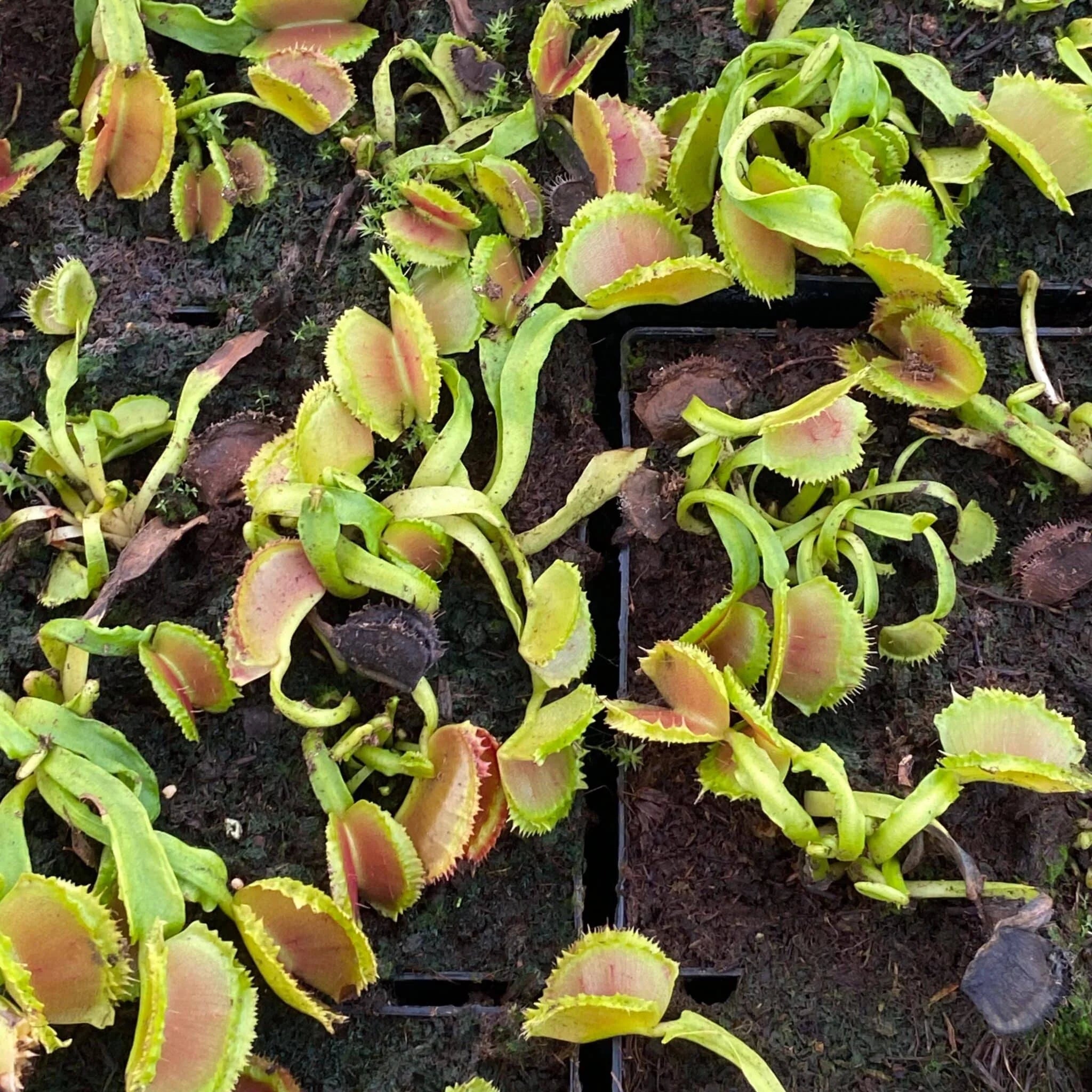 Dionaea muscipula “Space“ 大森食虫植物農園