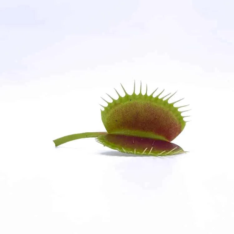 Dionaea muscipula „Spider“ 大森食虫植物農園