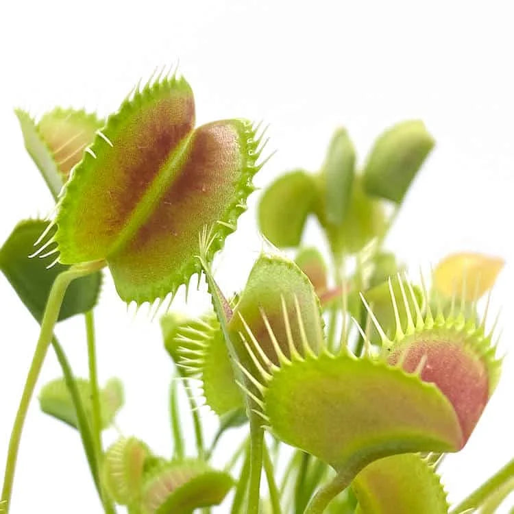 Dionaea muscipula “Spider“ 大森食虫植物農園