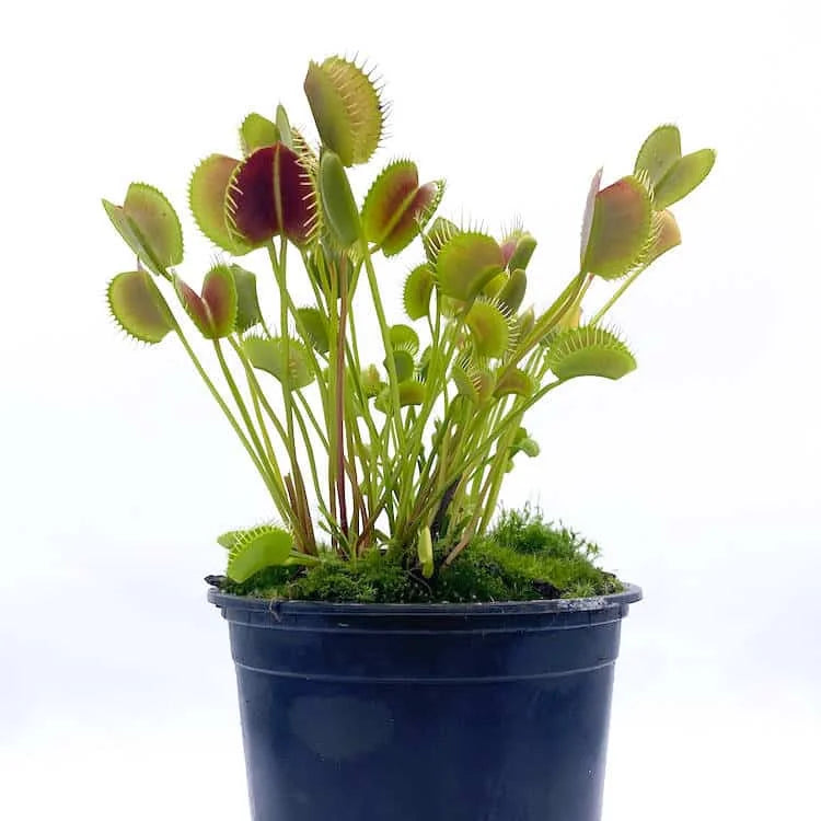 Dionaea muscipula „Spider“ 大森食虫植物農園