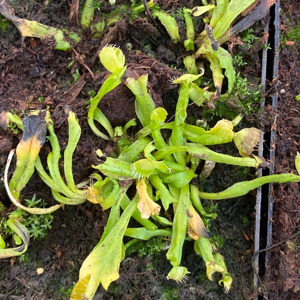 Dionaea muscipula “Spiderman“ﾠ 大森食虫植物農園