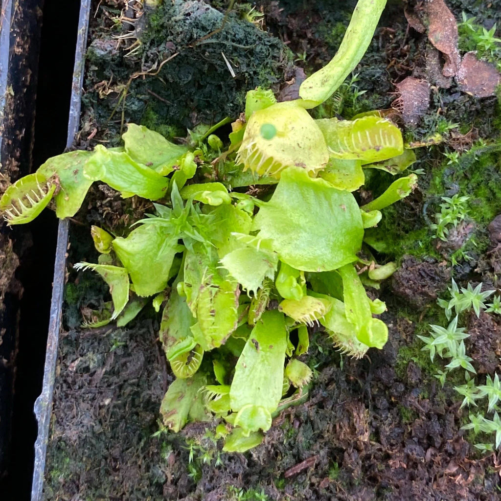 Dionaea muscipula „Spiderman“ﾠ 大森食虫植物農園