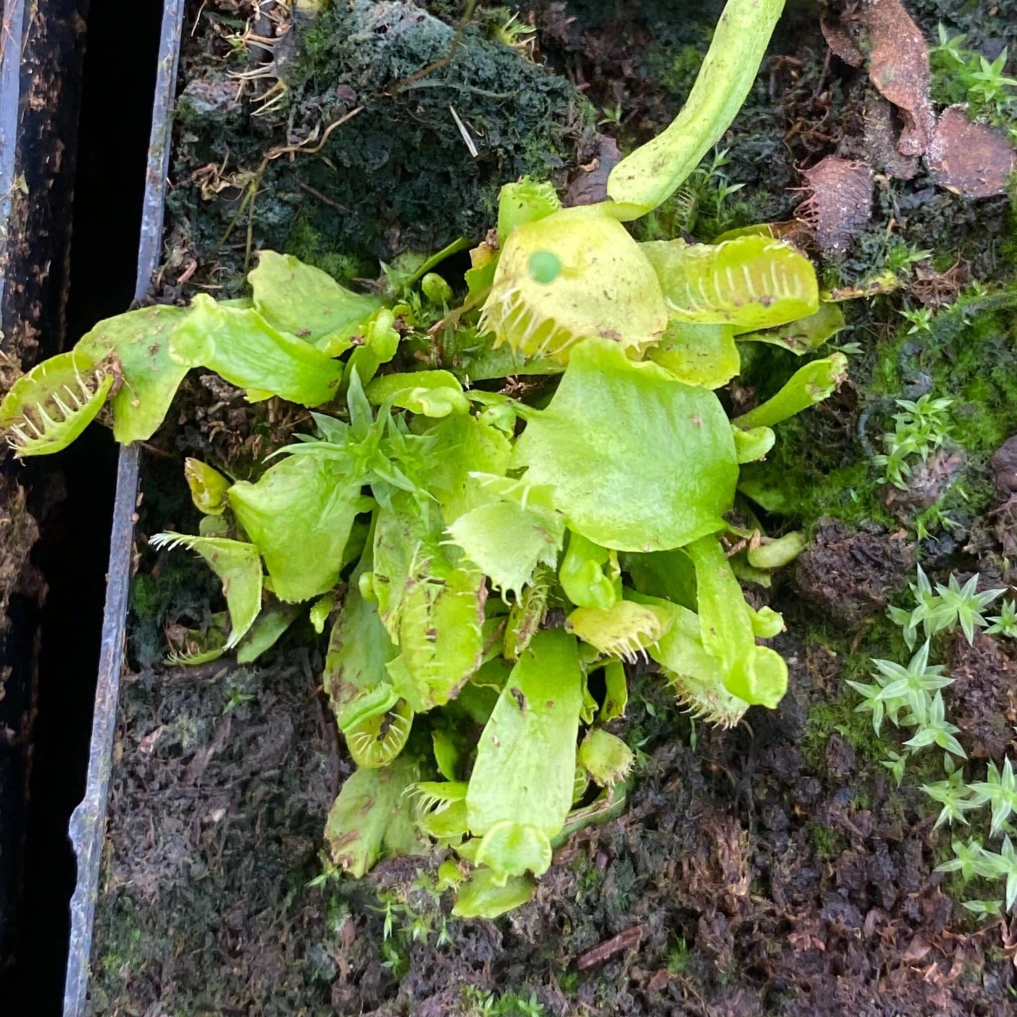 Dionaea muscipula „Spiderman“ﾠ 大森食虫植物農園