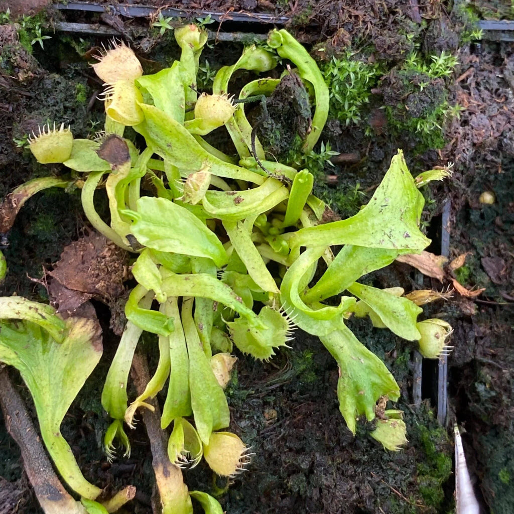 Dionaea muscipula „Spiderman“ﾠ 大森食虫植物農園