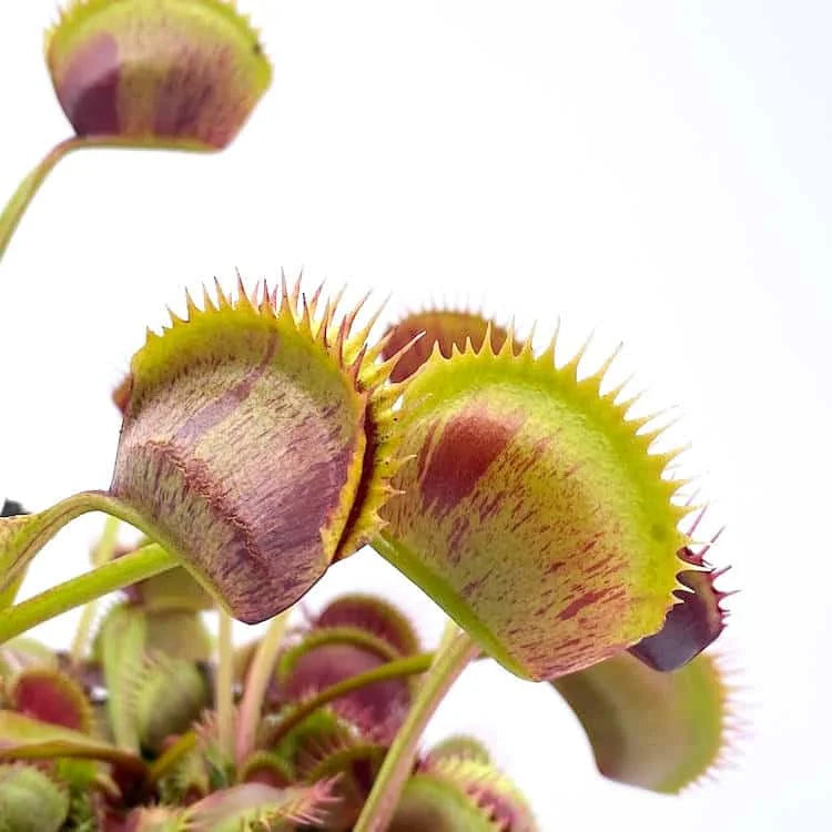 Dionaea muscipula „Spotty“ 大森食虫植物農園