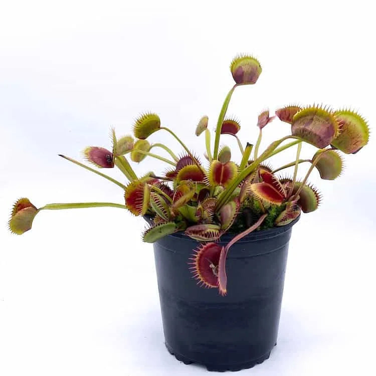 Dionaea muscipula „Spotty“ 大森食虫植物農園