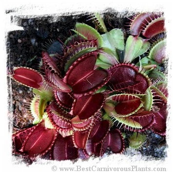 Dionaea muscipula {Standard form} / 5株の苗, 1-3 cm 大森食虫植物農園