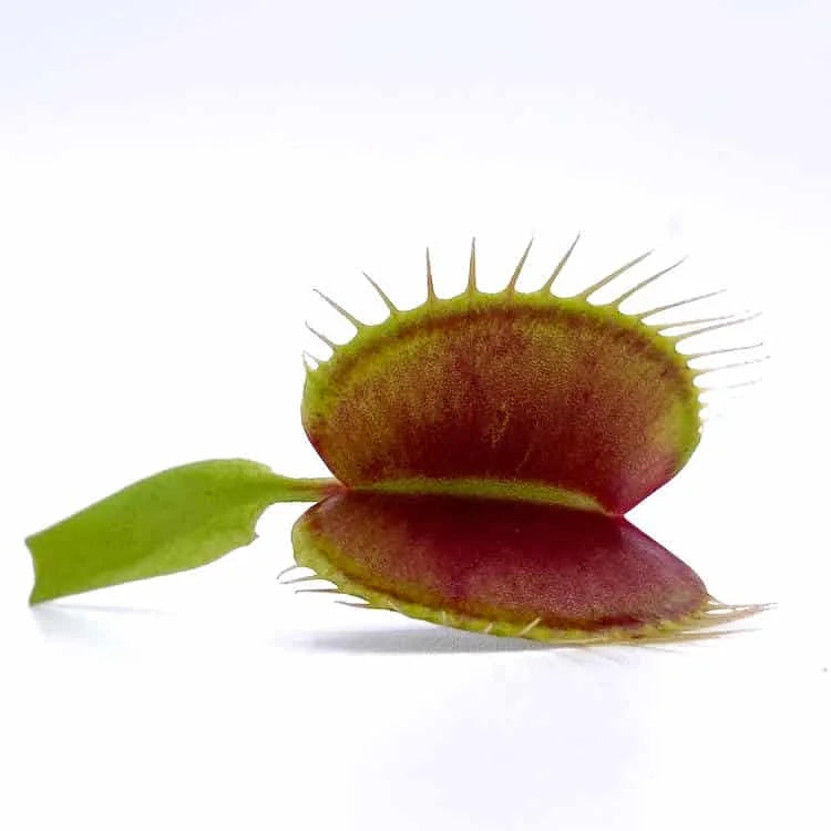 Dionaea muscipula „Switzerland Giant“ 大森食虫植物農園