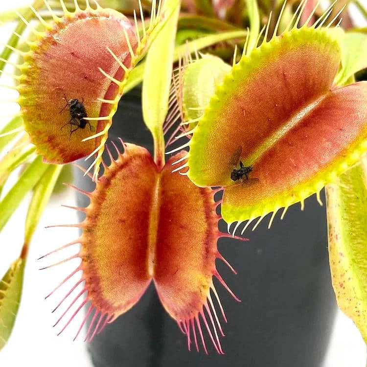 Dionaea muscipula „Switzerland Giant“ 大森食虫植物農園