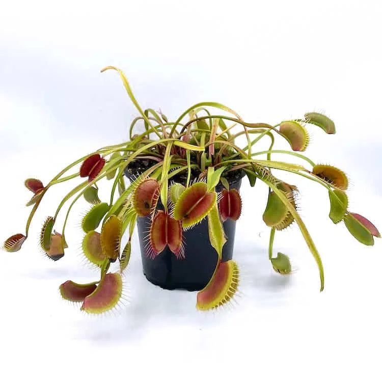 Dionaea muscipula „Switzerland Giant“ 大森食虫植物農園