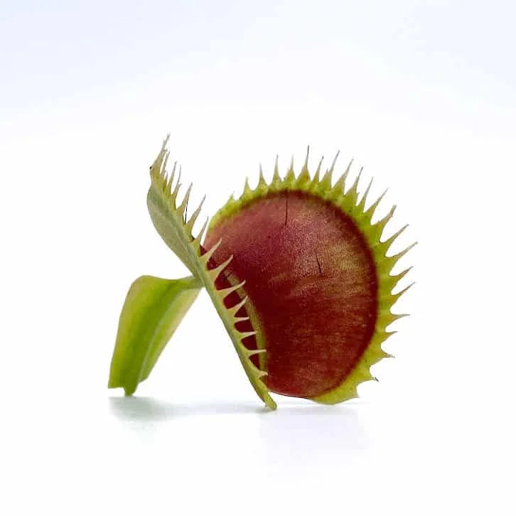 Dionaea muscipula „Tiger Fangs“ 大森食虫植物農園