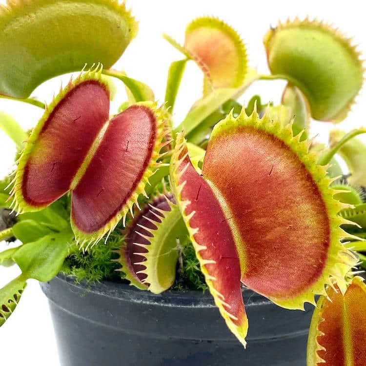 Dionaea muscipula “Tiger Fangs“ 大森食虫植物農園