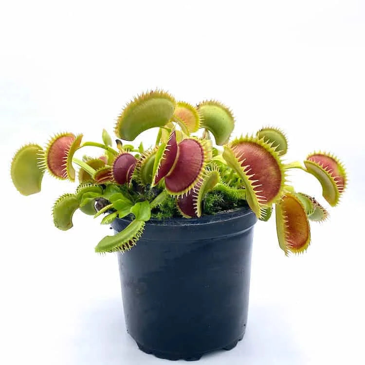 Dionaea muscipula „Tiger Fangs“ 大森食虫植物農園