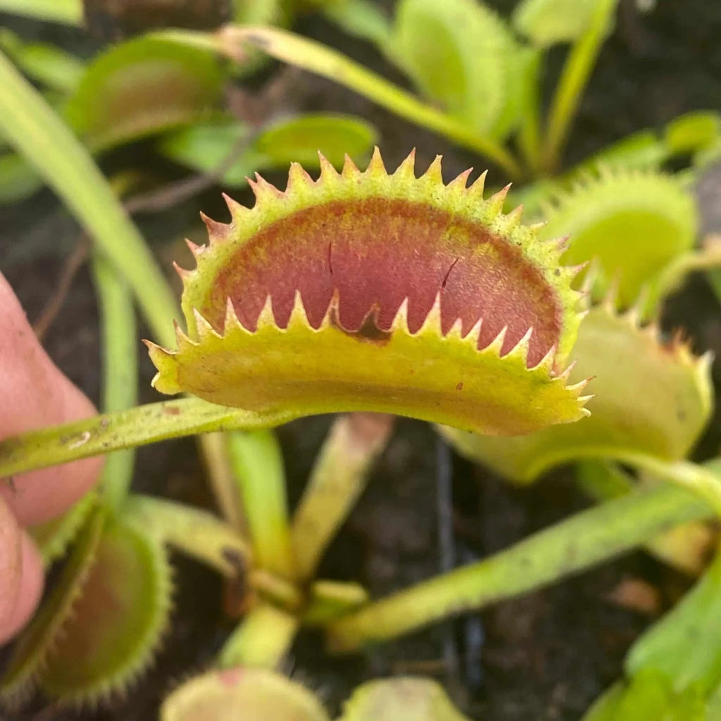 Dionaea muscipula „Tiger Teeth“ 大森食虫植物農園