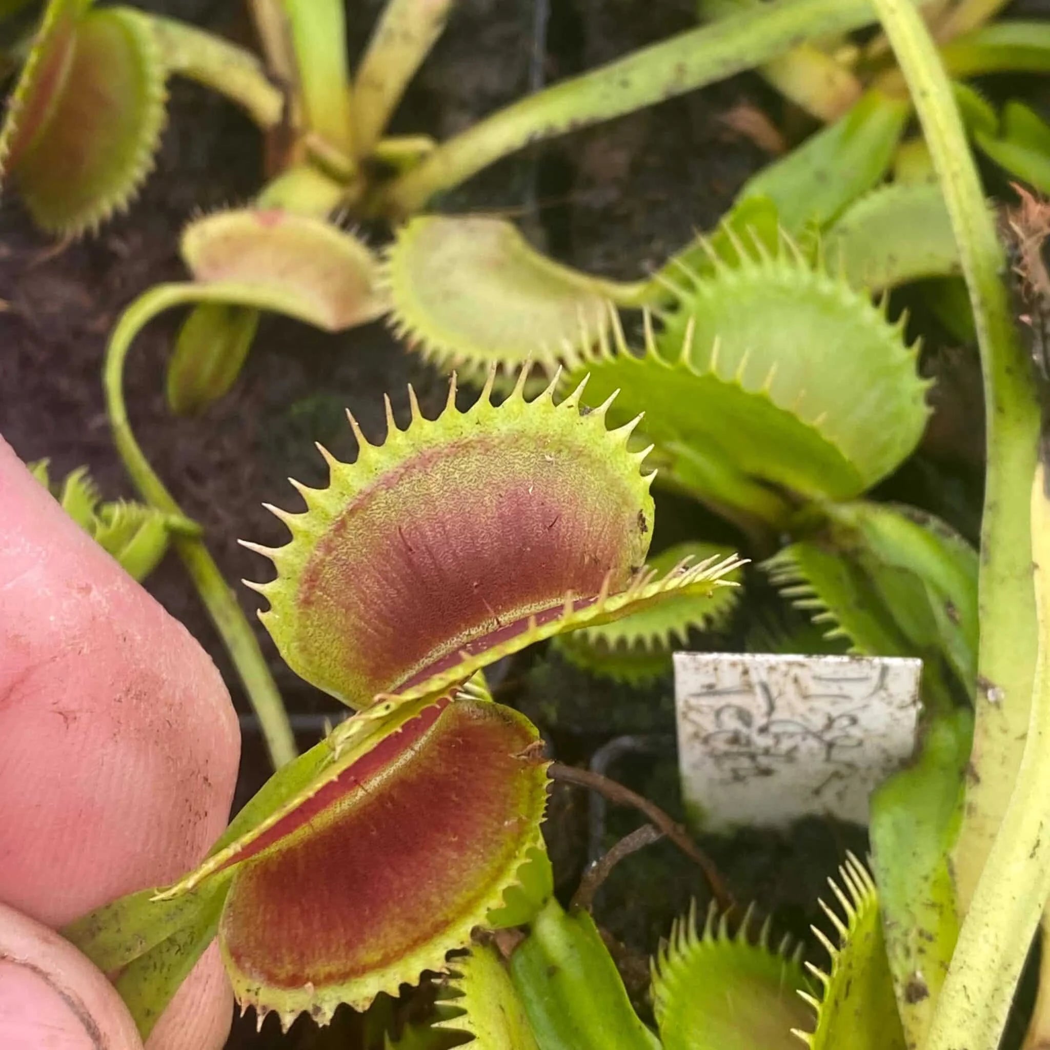 Dionaea muscipula „Tiger Teeth“ 大森食虫植物農園