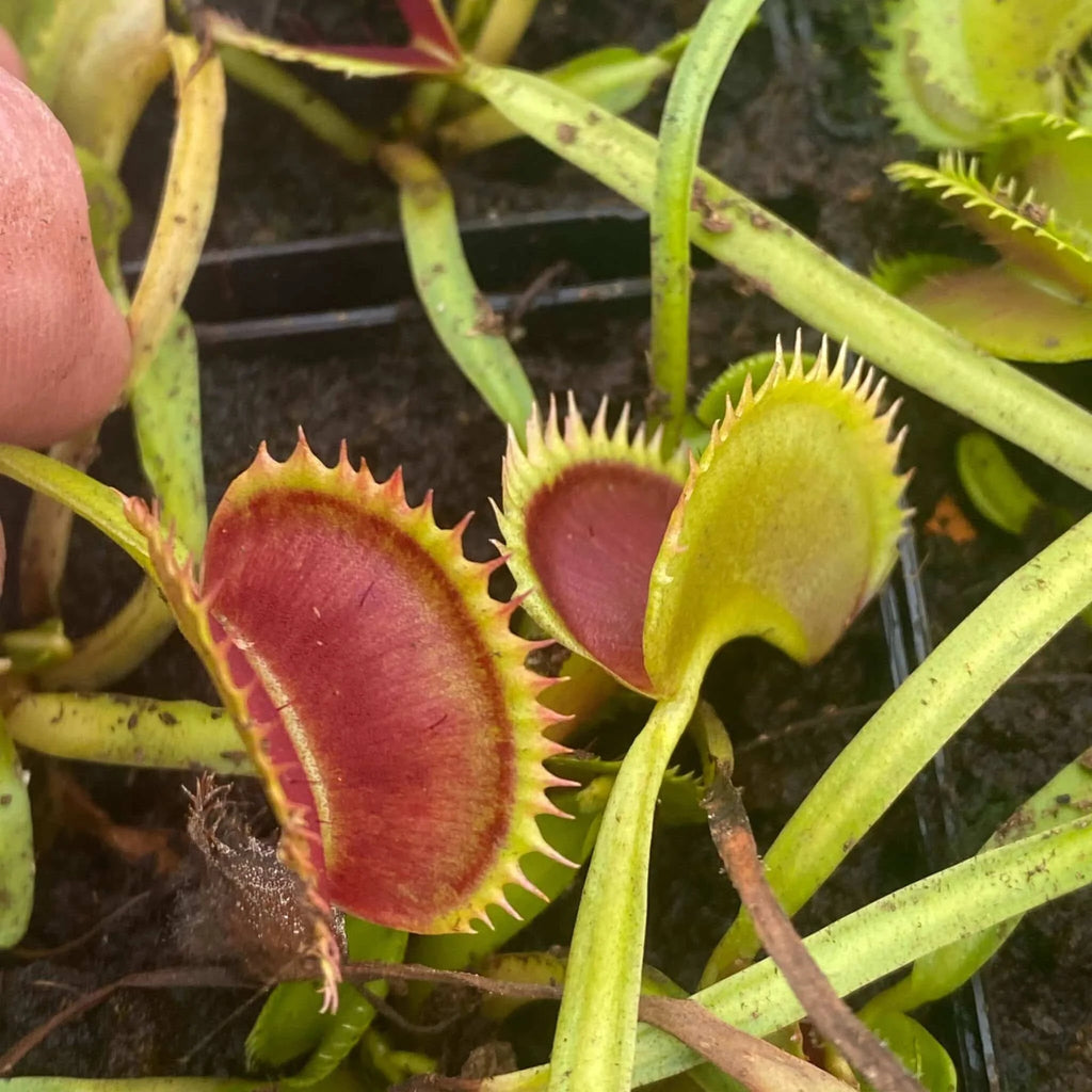 Dionaea muscipula „Tiger Teeth“ 大森食虫植物農園