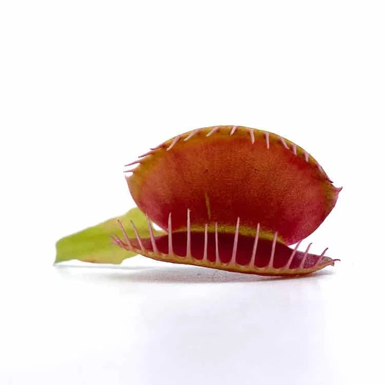 Dionaea muscipula „Tim’s Giant“ 大森食虫植物農園