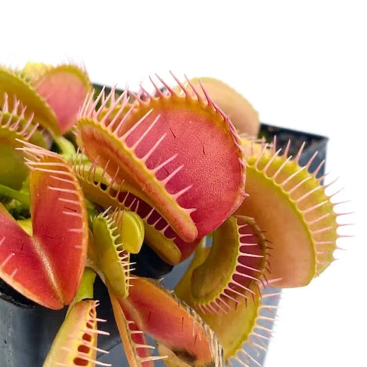 Dionaea muscipula „Tim’s Giant“ 大森食虫植物農園