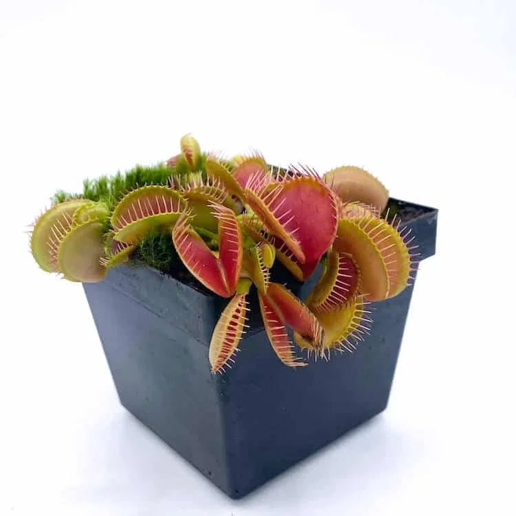 Dionaea muscipula „Tim’s Giant“ 大森食虫植物農園