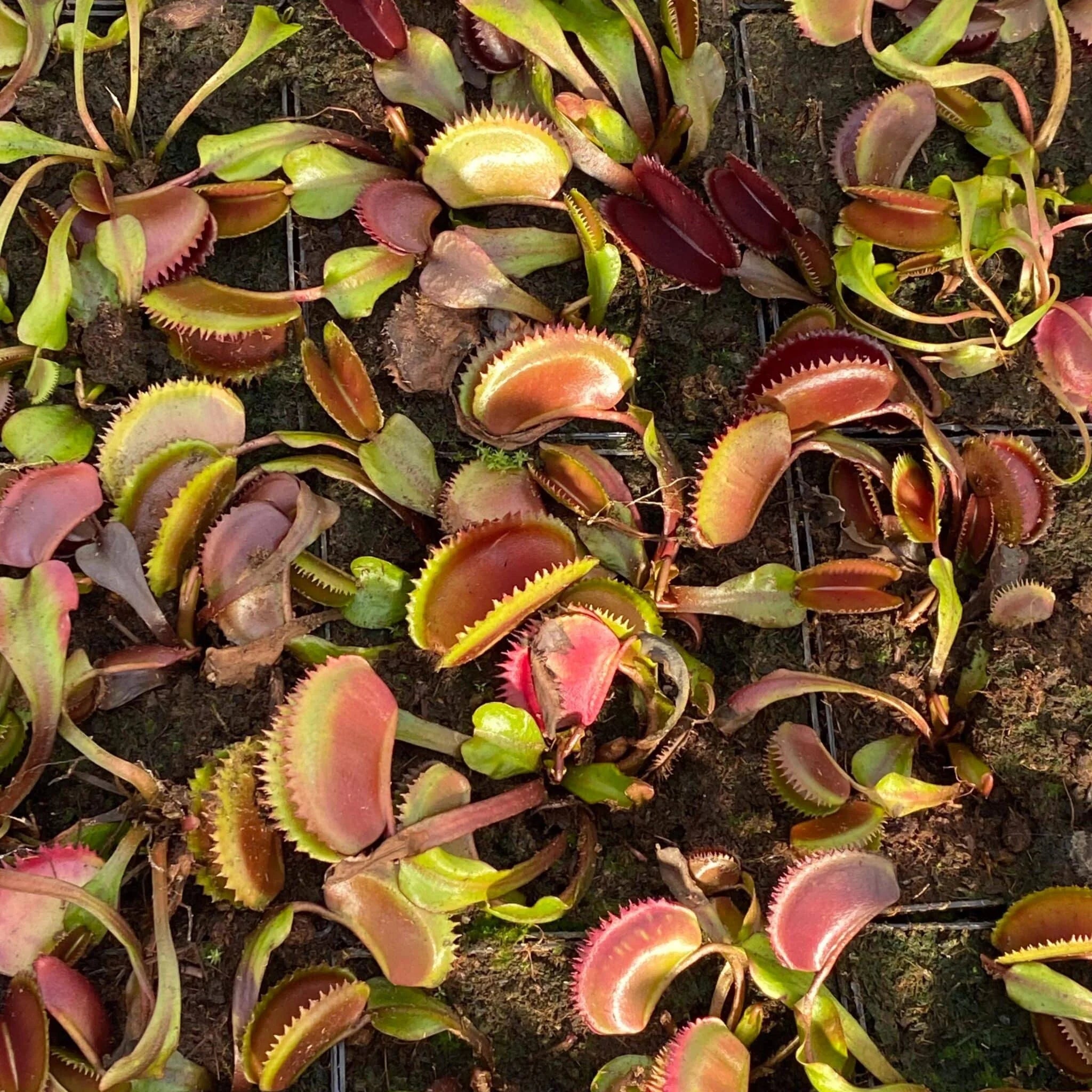 Dionaea muscipula „Trev’s Red Dentate“ 大森食虫植物農園