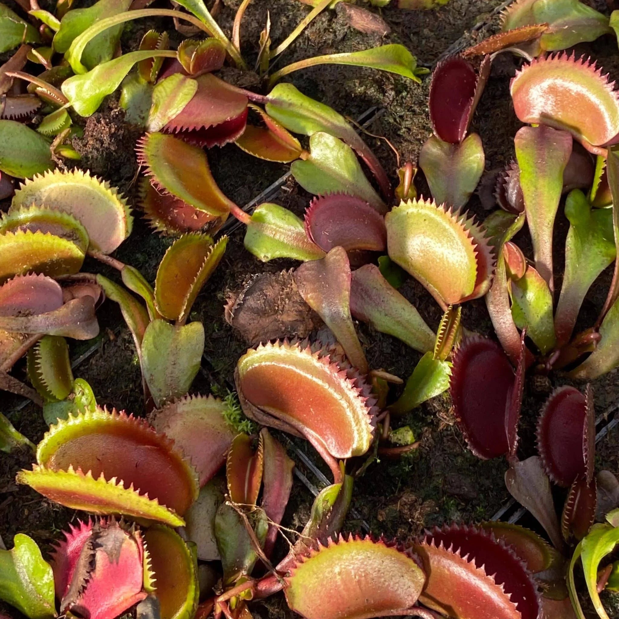 Dionaea muscipula „Trev’s Red Dentate“ 大森食虫植物農園