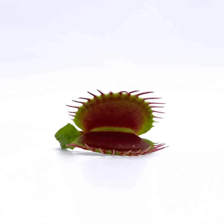 Dionaea muscipula „Trichterfalle“ (Funnel Trap) 大森食虫植物農園