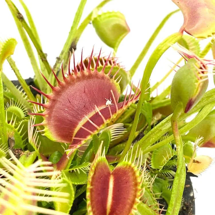 Dionaea muscipula „Trichterfalle“ (Funnel Trap) 大森食虫植物農園