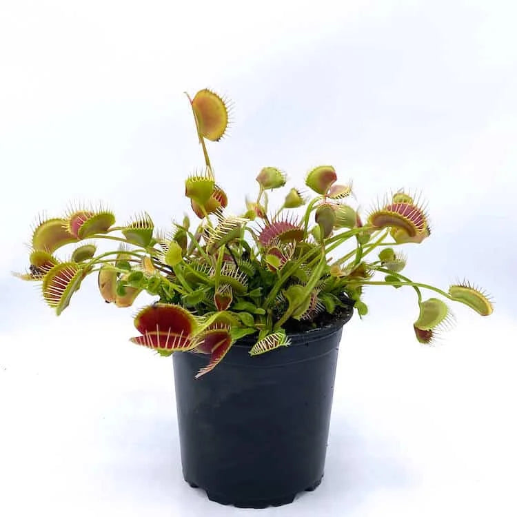 Dionaea muscipula “Trichterfalle“ (Funnel Trap) 大森食虫植物農園